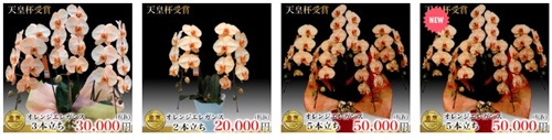 胡蝶蘭は花色によっても値段の相場