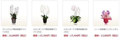 2本立胡蝶蘭の値段の相場