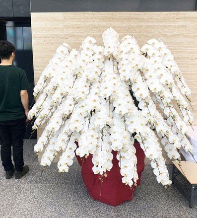 プレミアガーデンの「圧倒的な存在感の白い大輪胡蝶蘭50本立」