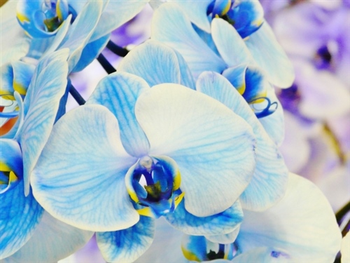胡蝶蘭の花言葉「青」