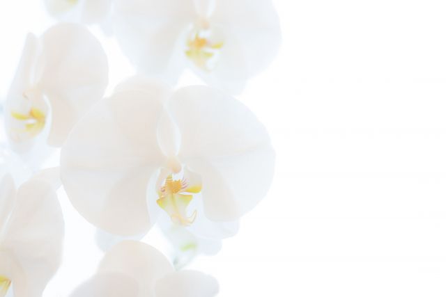 胡蝶蘭の花言葉「白」