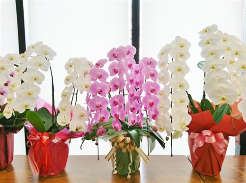 胡蝶蘭をお祝い事に選ぶのはなぜ？その理由や贈る際のマナー