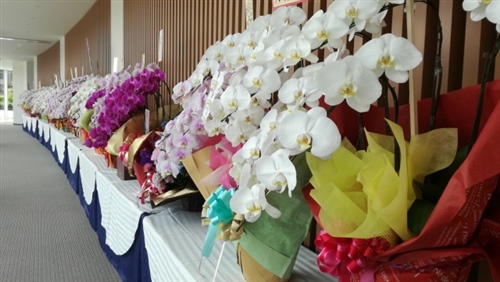 周年記念などに贈る胡蝶蘭の相場